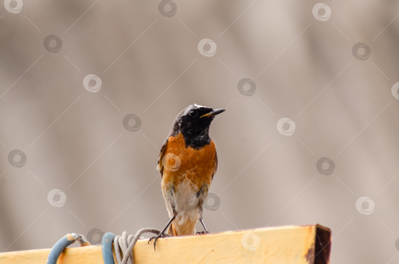 Скачать Крупный план  Горихвостки-чернушки (самец), сидящей на краю ярко-желтого металлического профиля фотосток Ozero
