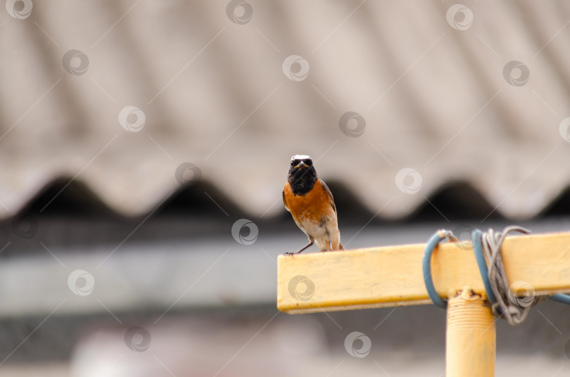 Скачать Крупный план  Горихвостки-чернушки (самец), сидящей на краю ярко-желтого металлического профиля фотосток Ozero