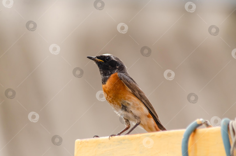 Скачать Крупный план  Горихвостки-чернушки (самец), сидящей на краю ярко-желтого металлического профиля фотосток Ozero