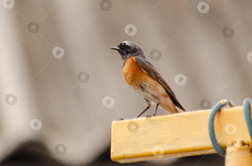 Скачать Крупный план  Горихвостки-чернушки (самец), сидящей на краю ярко-желтого металлического профиля фотосток Ozero