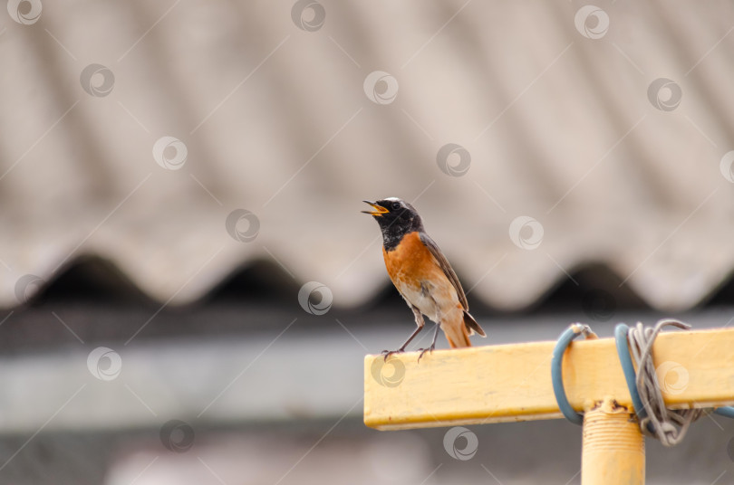 Скачать Крупный план  Горихвостки-чернушки (самец), сидящей на краю ярко-желтого металлического профиля фотосток Ozero