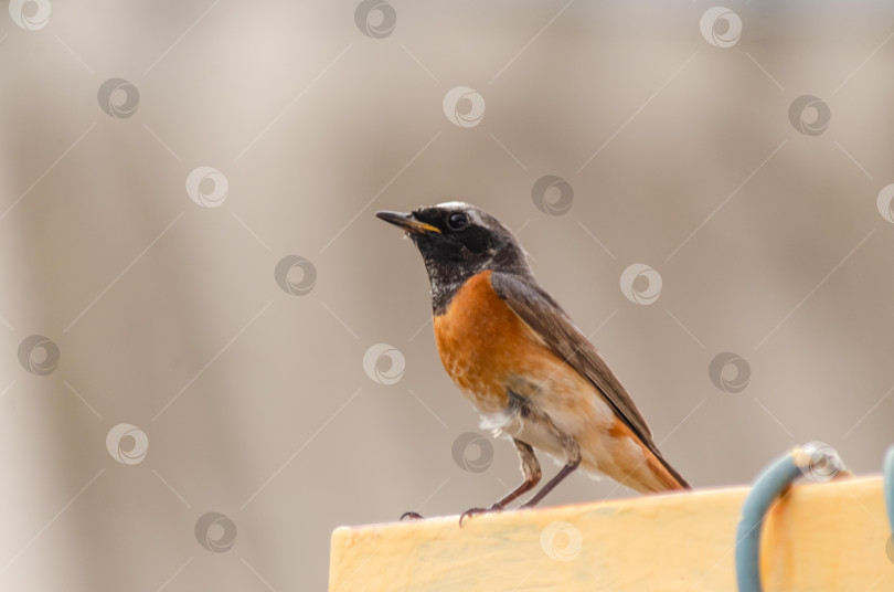 Скачать Крупный план  Горихвостки-чернушки (самец), сидящей на краю ярко-желтого металлического профиля фотосток Ozero
