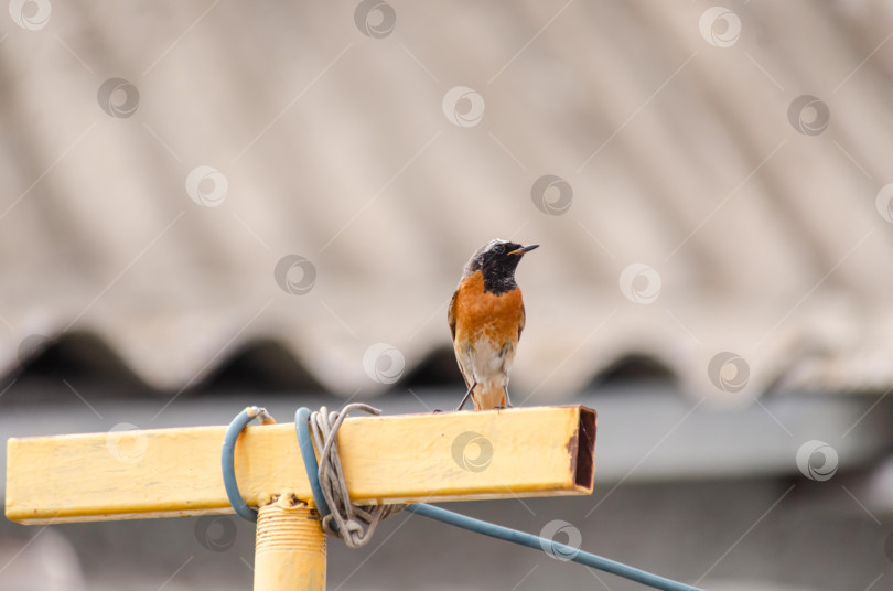 Скачать Крупный план Горихвостки-чернушки (самец), сидящей на краю ярко-желтого металлического профиля фотосток Ozero