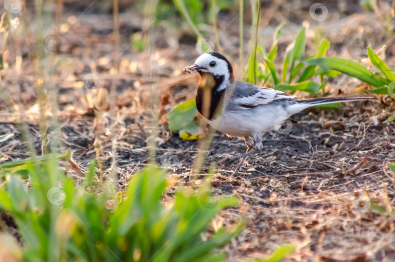 Скачать Белая трясогузка с добычей на земле, силуэт на закате фотосток Ozero