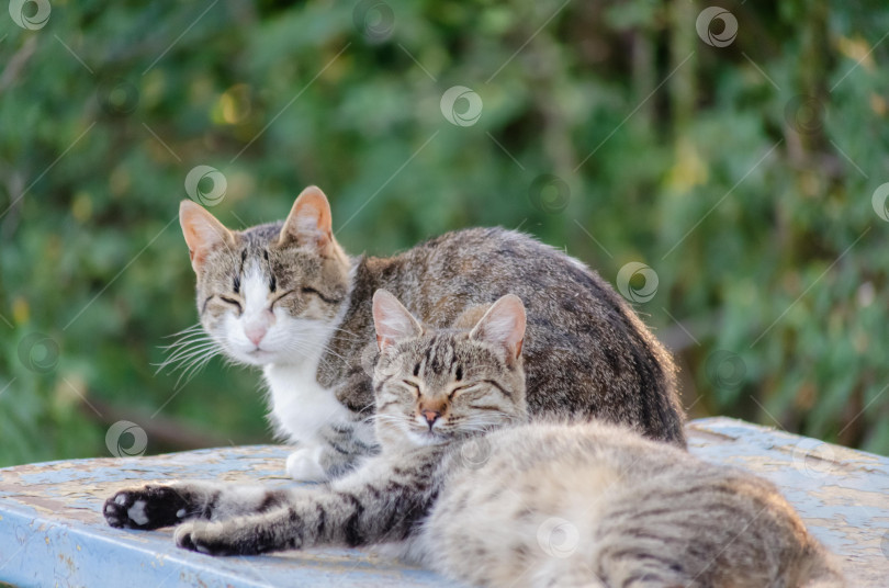 Скачать Две уличные кошки отдыхают на старой скамейке на фоне зелени фотосток Ozero