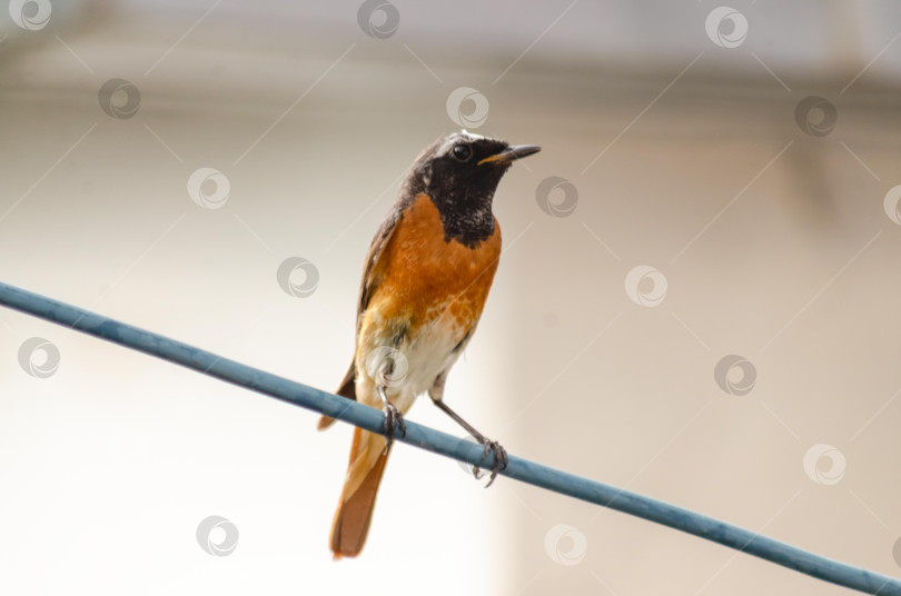 Скачать Самец горихвостки, сидящий на проводе фотосток Ozero