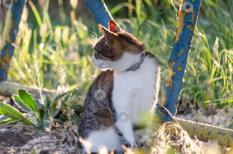 Скачать Портрет полосатого домашнего кота с белой грудкой, сидящего на земле в окружении зелени фотосток Ozero