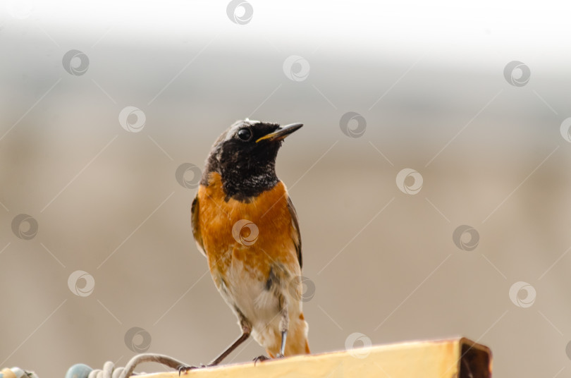 Скачать Крупный план  Горихвостки-чернушки (самец), сидящей на краю ярко-желтого металлического профиля фотосток Ozero