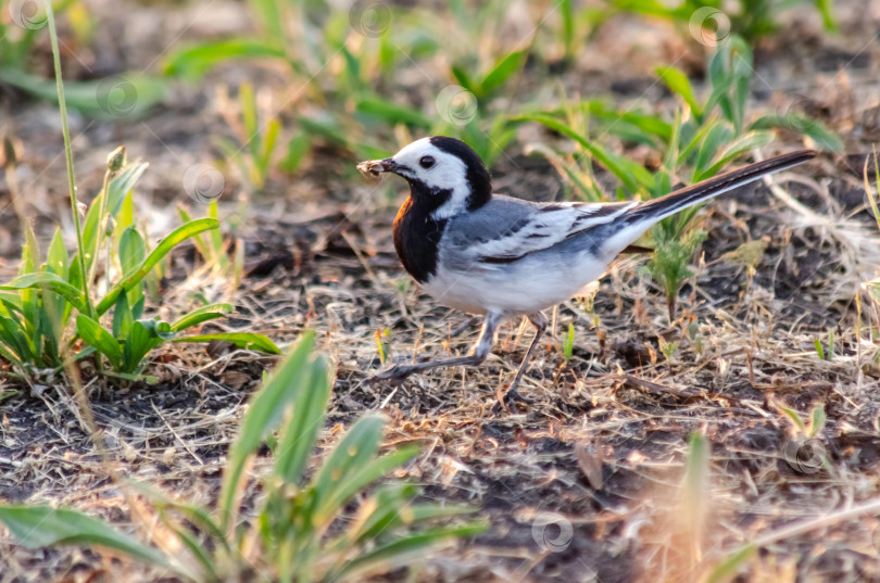 Скачать Белая трясогузка с добычей на земле, силуэт на закате фотосток Ozero