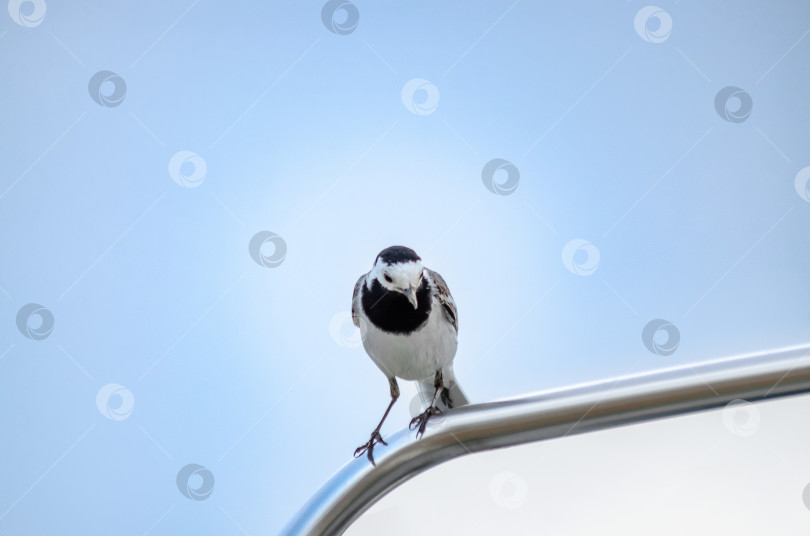 Скачать Маленькая белая трясогузка (Motacilla alba) сидит на блестящем металлическом поручне фотосток Ozero