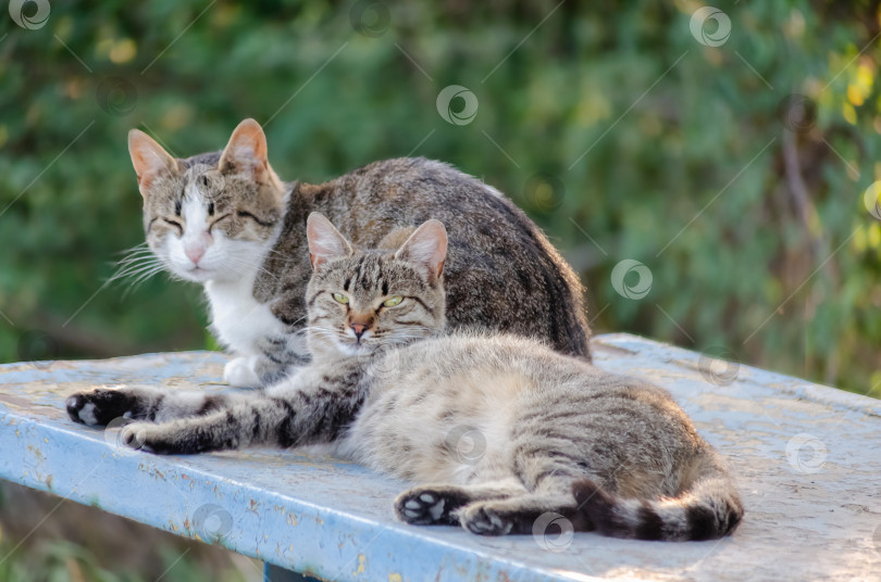 Скачать Две уличные кошки отдыхают на старой скамейке на фоне зелени фотосток Ozero