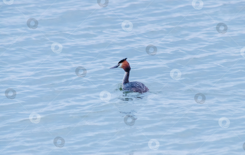 Скачать Чомга (большая поганка) на водной глади фотосток Ozero