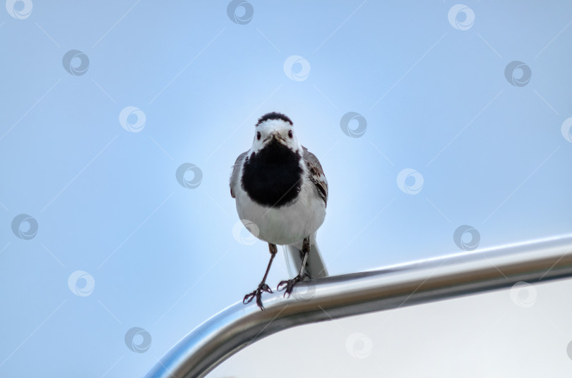 Скачать Маленкая белая треуголка (Motacilla alba) сидит на великолепном метал-лическом фоне фотосток Ozero