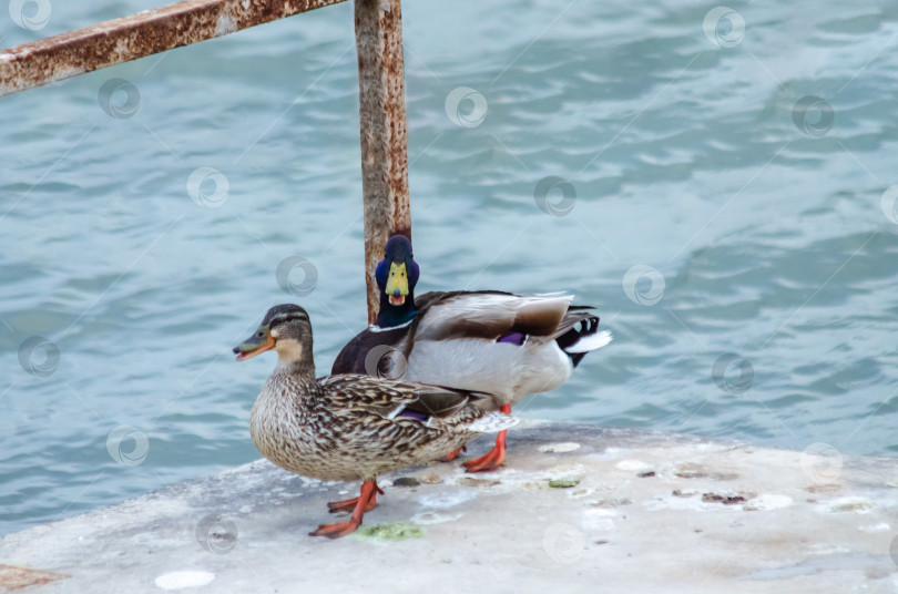 Скачать Пара крякв (селезень и утка) отдыхает на краю бетонного парапета или пирса на фоне ряби воды водоема фотосток Ozero