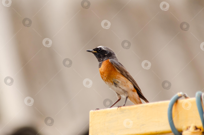 Скачать Крупный план  Горихвостки-чернушки (самец), сидящей на краю ярко-желтого металлического профиля фотосток Ozero
