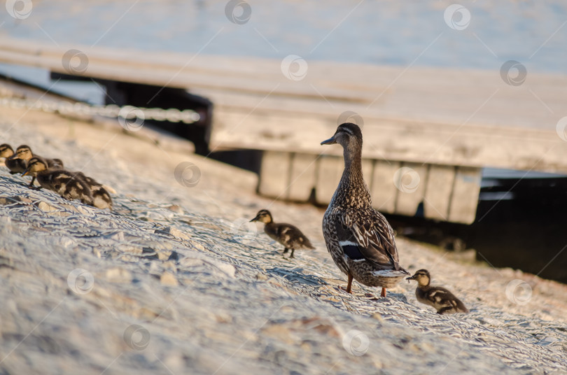 Скачать Утка-кряква (мама) стоит на каменистом или покрытом сеткой склоне, охраняя своё многочисленное потомство фотосток Ozero