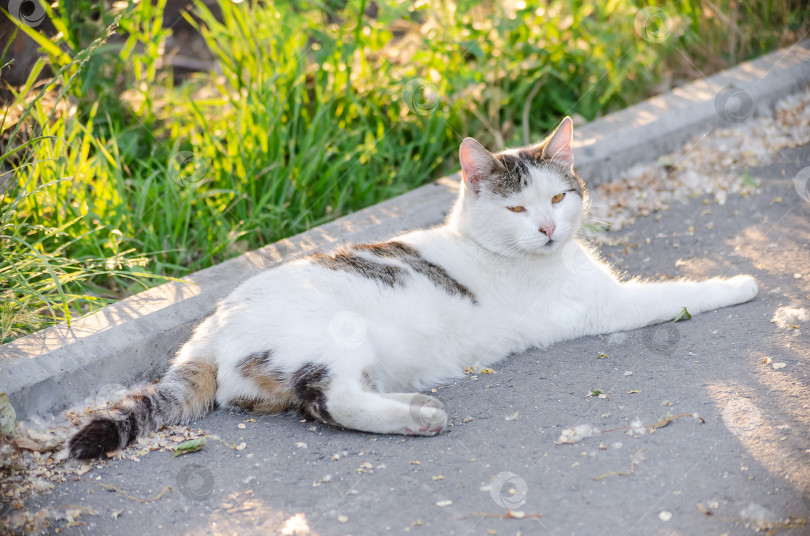 Скачать Уличный кот с бело-коричневым окрасом нежится на сером асфальте у бордюра фотосток Ozero