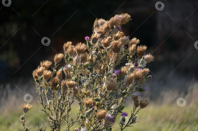 Скачать Сухие корзинки чертополоха с остатками фиолетовых цветов на темном фоне фотосток Ozero