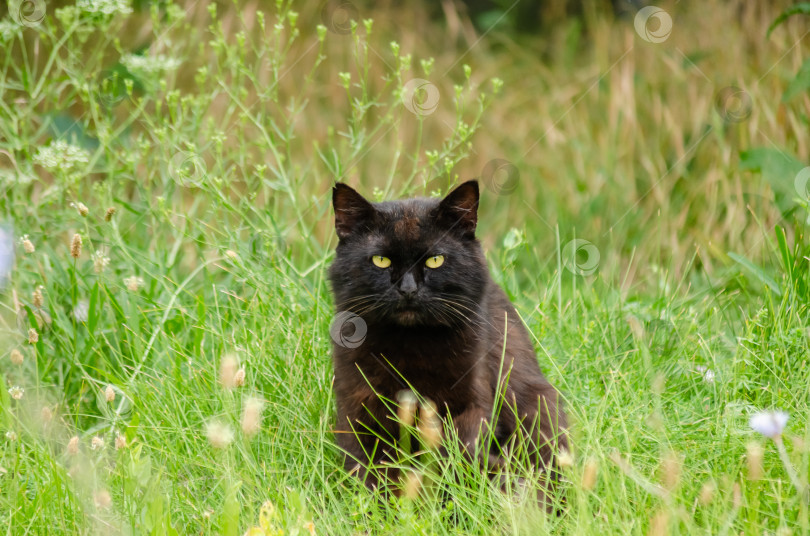 Скачать Черный кот с яркими желтыми глазами среди зелени фотосток Ozero