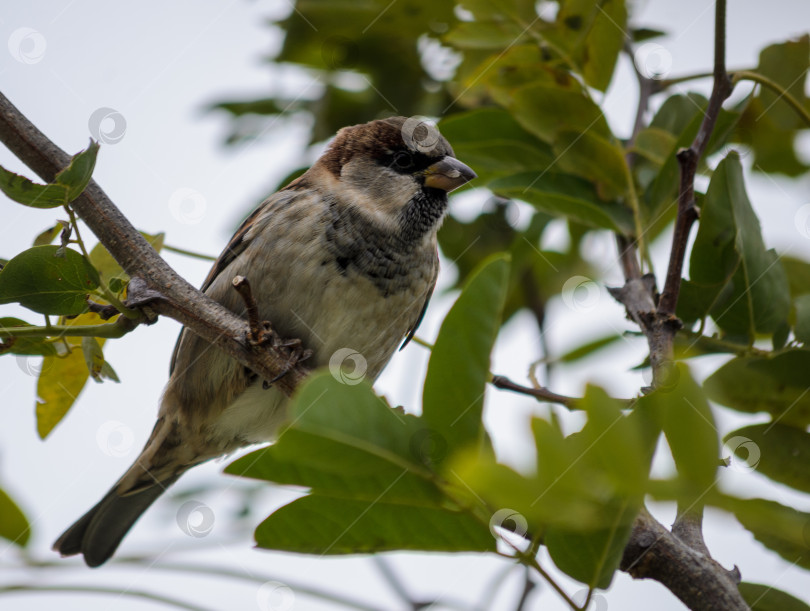 Скачать Воробей на ветке дерева фотосток Ozero