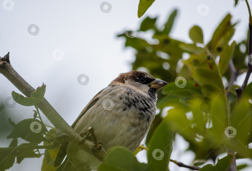 Скачать Воробей на ветке дерева фотосток Ozero