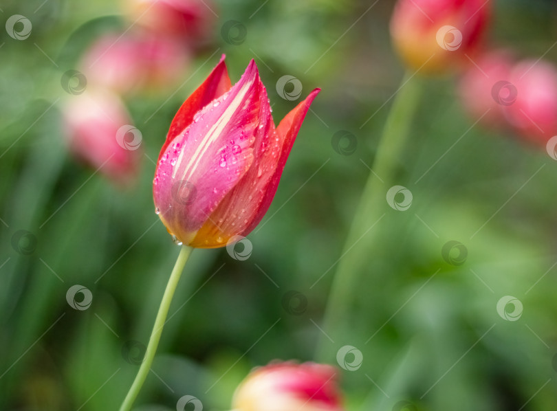 Скачать Яркий тюльпан с красными и желтыми лепестками, покрытый каплями дождя, на фоне размытых зеленых листьев фотосток Ozero