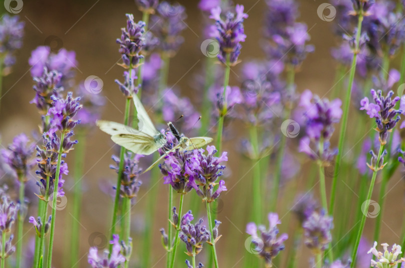 Скачать Крупный план нежных белых бабочек-капустниц, пьющих нектар из ярко-фиолетового цветка лаванды фотосток Ozero
