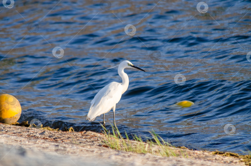 Скачать Белая цапля охотится на фоне глубоких синих волн фотосток Ozero