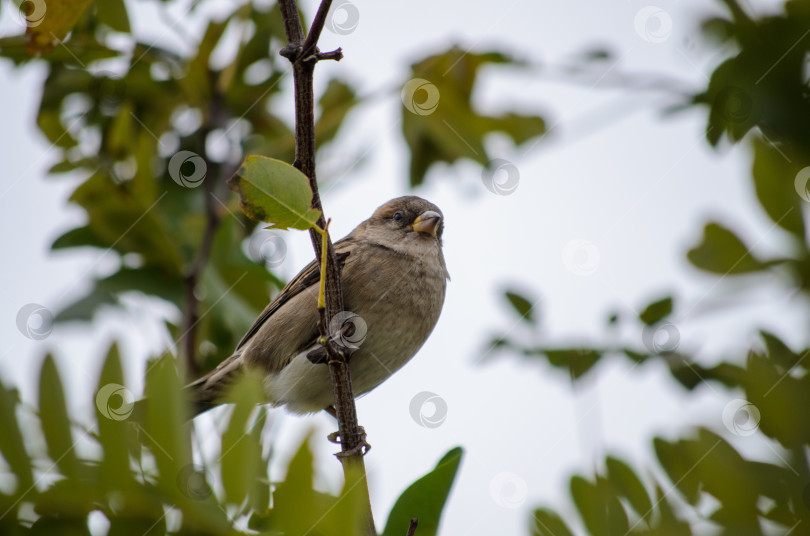 Скачать Воробей на ветке дерева фотосток Ozero