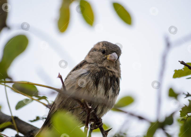 Скачать Воробей на ветке дерева фотосток Ozero