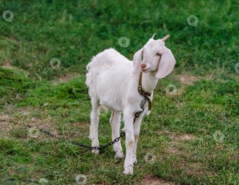 Скачать Белая коза на зеленом фоне фотосток Ozero