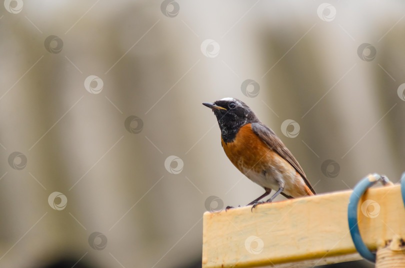 Скачать Крупный план Горихвостки-чернушки (самец), сидящей на краю ярко-желтого металлического профиля фотосток Ozero