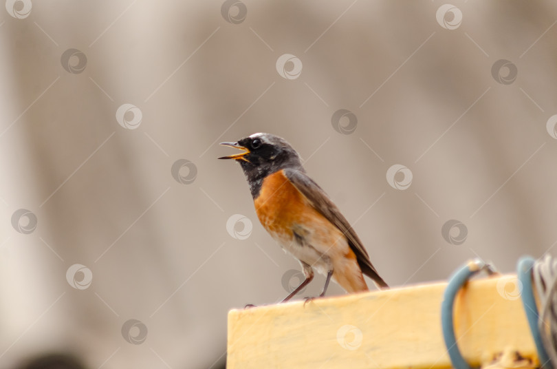 Скачать Крупный план  Горихвостки-чернушки (самец), сидящей на краю ярко-желтого металлического профиля фотосток Ozero