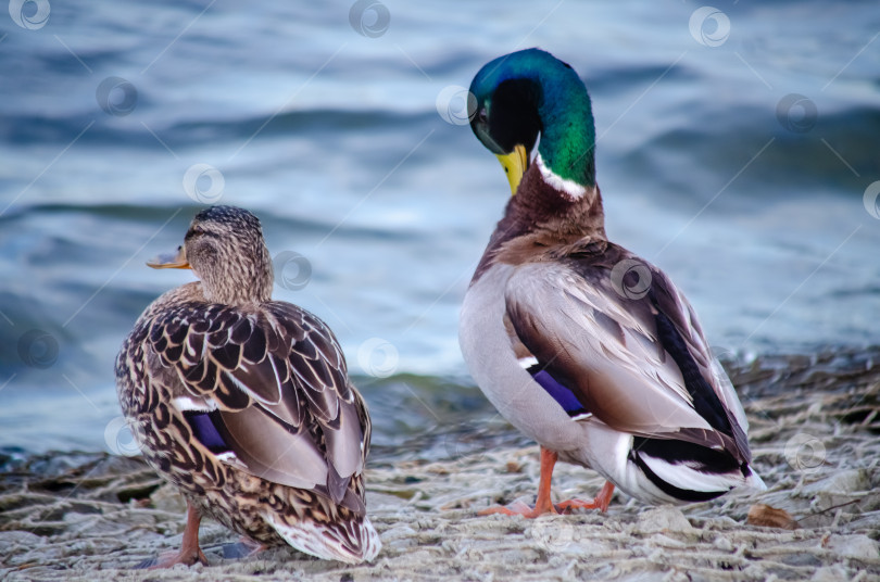 Скачать Самки и самец кряквы на берегу реки фотосток Ozero