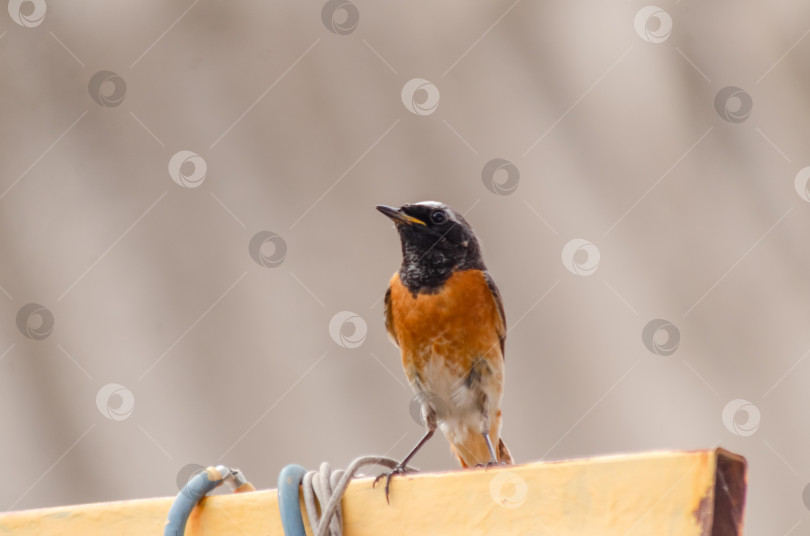 Скачать Крупный план  Горихвостки-чернушки (самец), сидящей на краю ярко-желтого металлического профиля фотосток Ozero