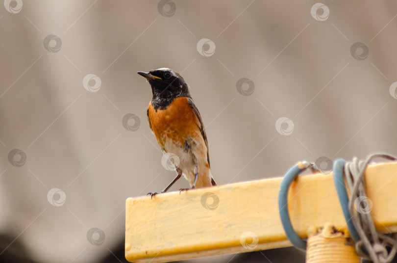 Скачать Крупный план  Горихвостки-чернушки (самец), сидящей на краю ярко-желтого металлического профиля фотосток Ozero