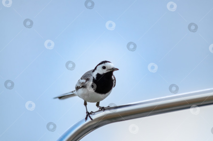 Скачать Маленкая белая треуголка (Motacilla alba) сидит на великолепном метал-лическом фоне фотосток Ozero