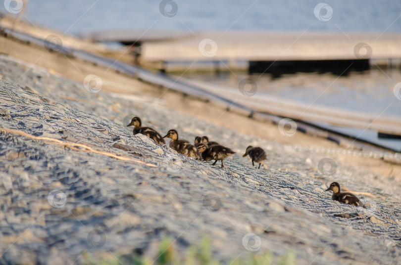 Скачать Большая группа маленьких, пушистых, темно-коричневых утят, следующих друг за другом по наклонной, переплетенной поверхности фотосток Ozero