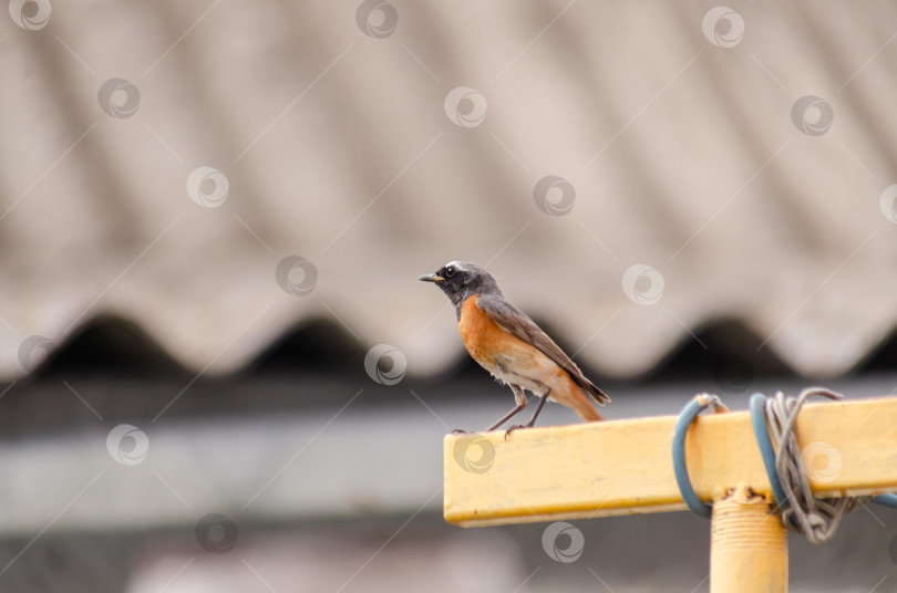 Скачать Крупный план  Горихвостки-чернушки (самец), сидящей на краю ярко-желтого металлического профиля фотосток Ozero