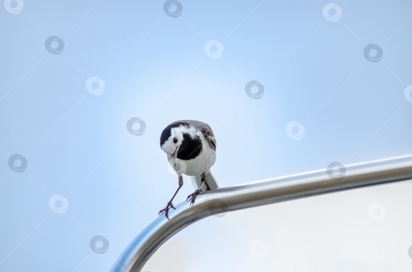 Скачать Маленкая белая треуголка (Motacilla alba) сидит на великолепном метал-лическом фоне фотосток Ozero