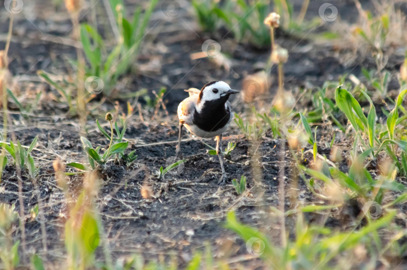 Скачать Белая трясогузка с добычей на земле, силуэт на закате фотосток Ozero