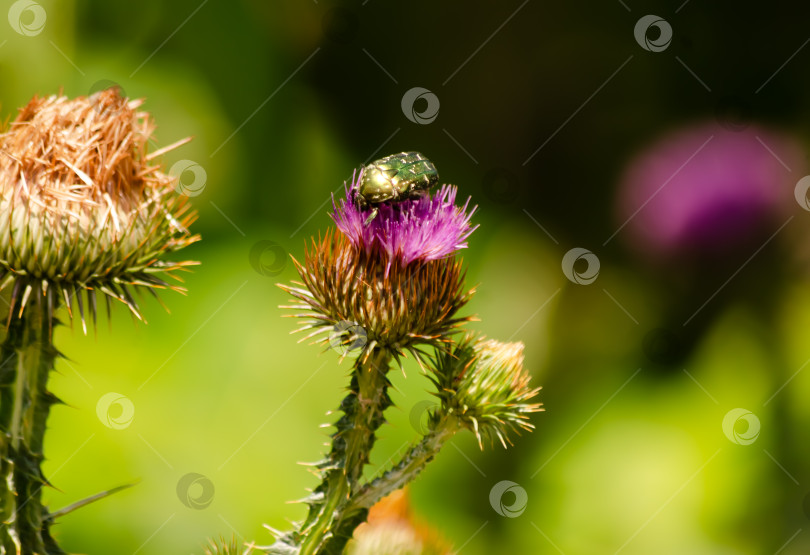 Скачать Групповой план бронзовки золотистой, Cetonia aurata, сидячей луковицы чертополоха с летающими репестками фотосток Ozero