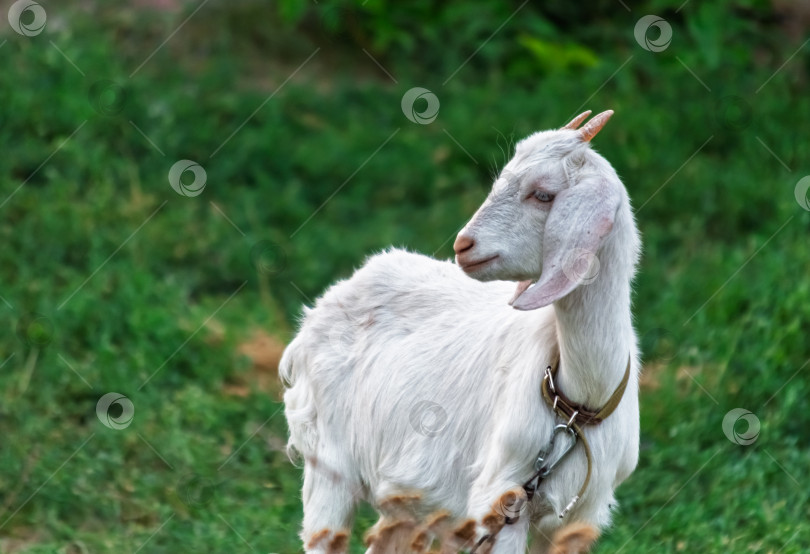 Скачать Белая коза на зеленом фоне фотосток Ozero