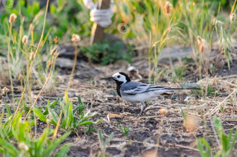 Скачать Белая трясогузка с добычей на земле, силуэт на закате фотосток Ozero