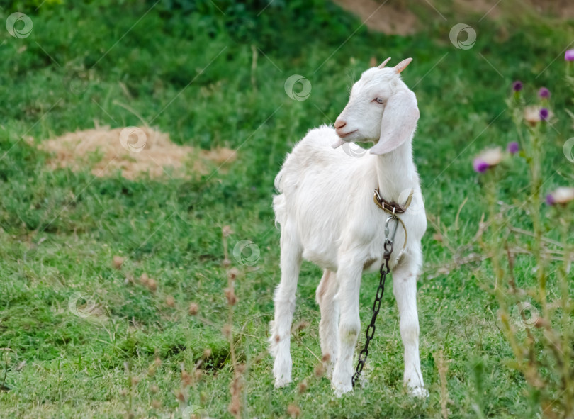 Скачать Белая коза на зеленом фоне фотосток Ozero