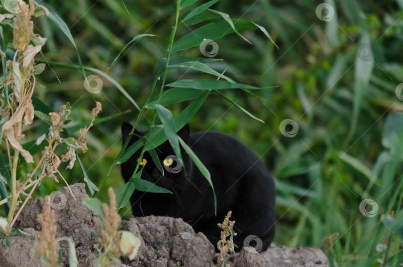 Скачать Черный кот с желтыми глазами фотосток Ozero