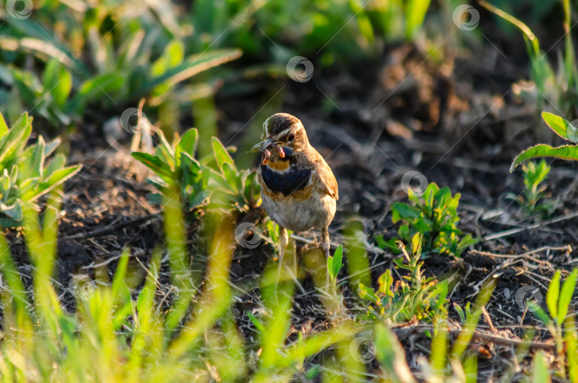 Скачать Птица варакушка тащит червя на рассвете среди молодой зелени фотосток Ozero