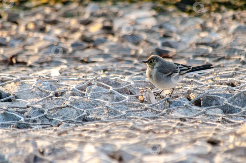 Скачать Молодая белая трясогузка на габионной насыпи при мягком освещении фотосток Ozero