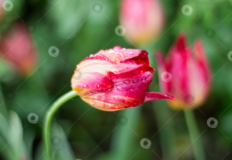 Скачать Яркий тюльпан с красными и желтыми лепестками, покрытый каплями дождя, на фоне размытых зеленых листьев фотосток Ozero