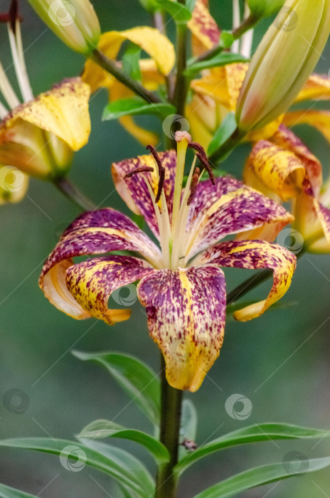 Скачать Яркие азиатские лилии с бутонами на темном фоне фотосток Ozero